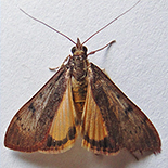 Uresiphita gilvata
